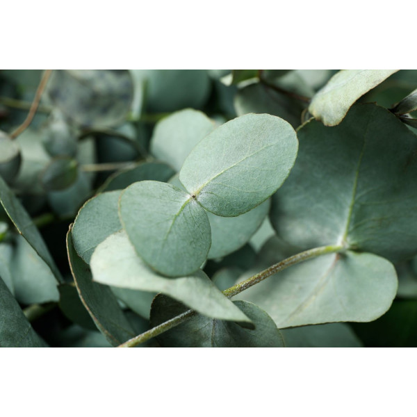 Eucalyptus Silver Dollar 