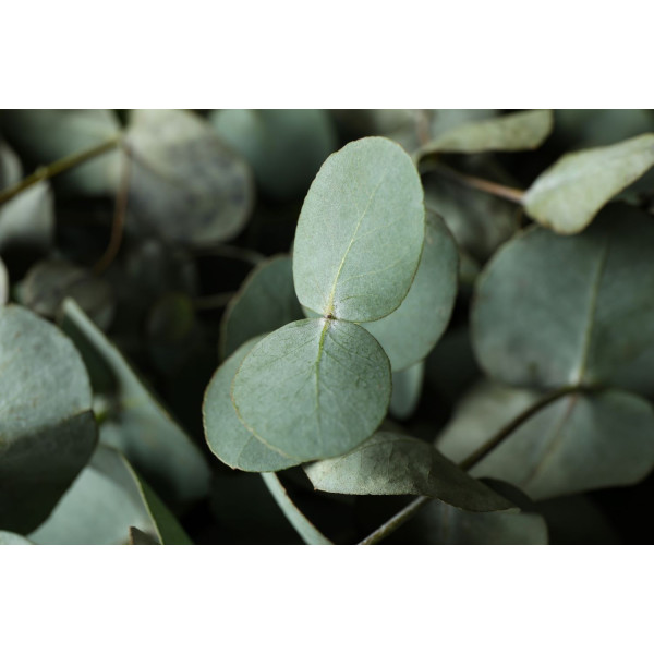 Eucalyptus Silver Dollar 