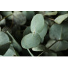 Eucalyptus Silver Dollar 