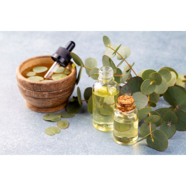 Eucalyptus Silver Dollar 