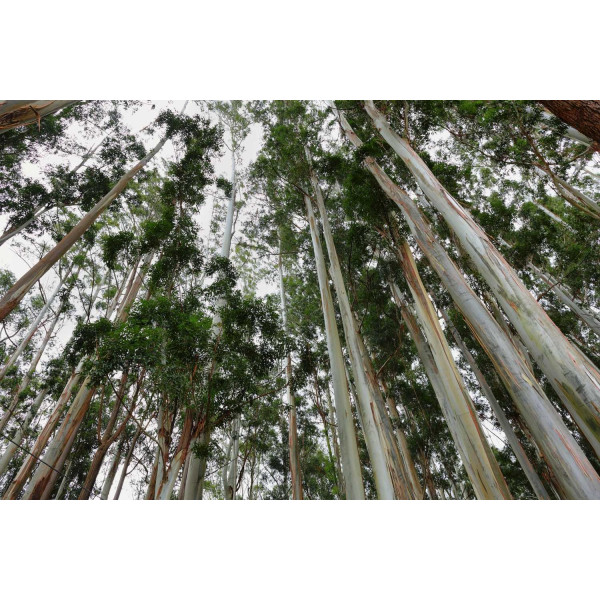 Eucalyptus Silver Dollar 