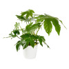 Fatsia japonica - Aralia Japon 
