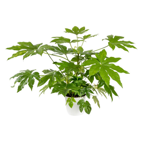 Fatsia japonica - Aralia Japon 