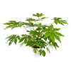 Fatsia japonica - Aralia Japon 
