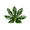 Fatsia japonica - Aralia Japon 