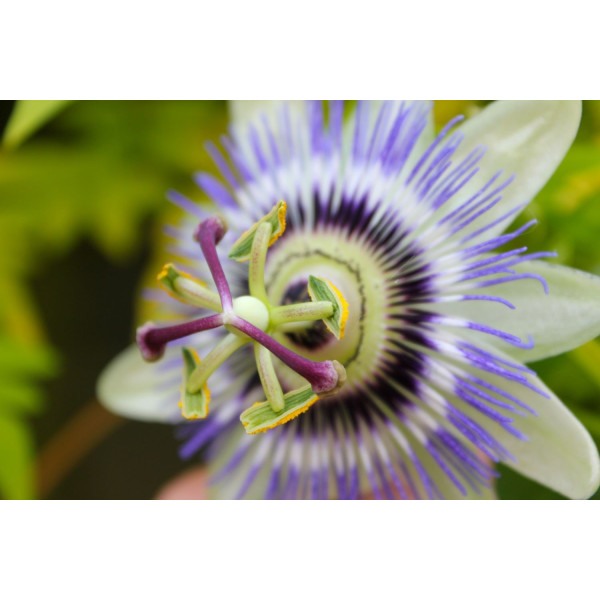 Fruit de la passion - Passiflore fleur de la passion 