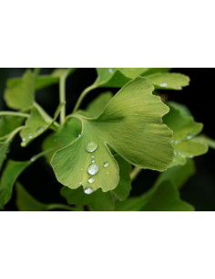 Ginkgo biloba - Arbre aux Quarante Ecus 