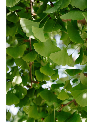 Ginkgo biloba - Arbre aux Quarante Ecus 