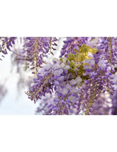 Glycine de Chine - Wisteria sinensis 