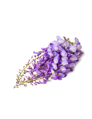 Glycine de Chine - Wisteria sinensis 