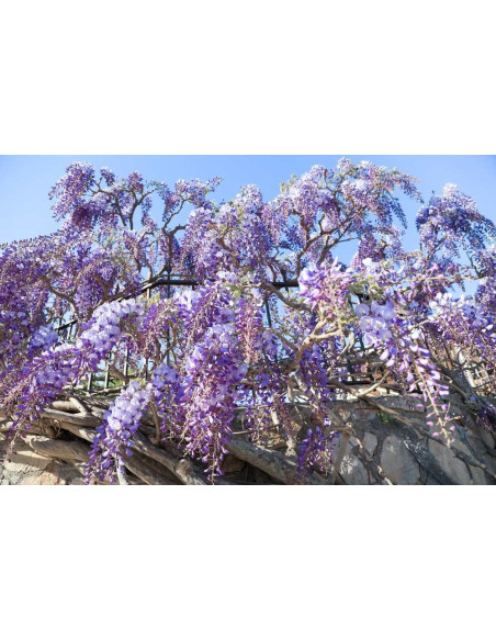 Glycine de Chine - Wisteria sinensis 