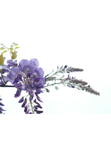 Glycine de Chine - Wisteria sinensis 