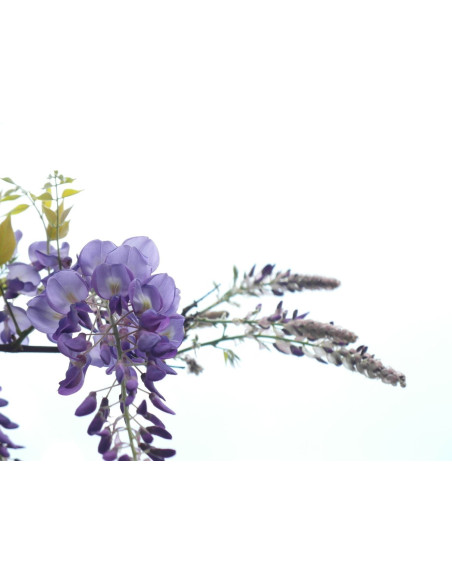 Glycine de Chine - Wisteria sinensis 