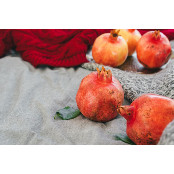 Grenadier nain - Punica granatum Nanum 