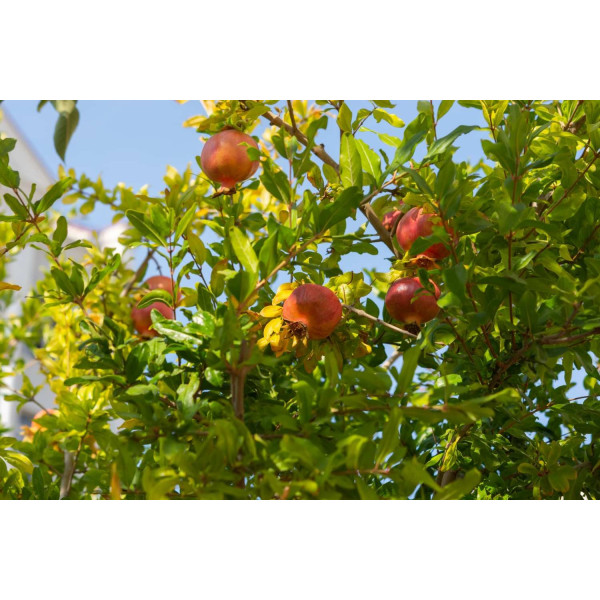 Grenadier nain - Punica granatum Nanum 