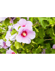 Hibiscus des jardins - Hibiscus syriacus 