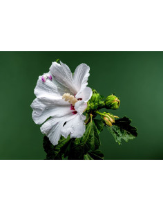Hibiscus des jardins - Hibiscus syriacus  2