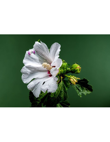 Hibiscus des jardins - Hibiscus syriacus 