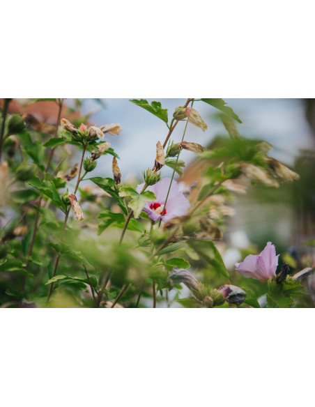 Hibiscus des jardins - Hibiscus syriacus 