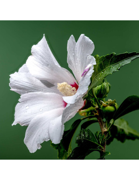 Hibiscus des jardins - Hibiscus syriacus 