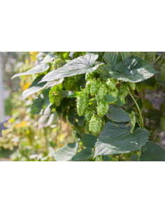 Houblon - Humulus lupulus 