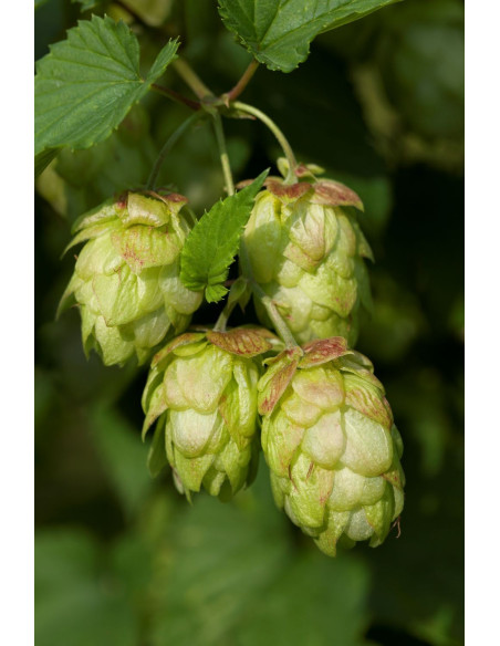 Houblon - Humulus lupulus 