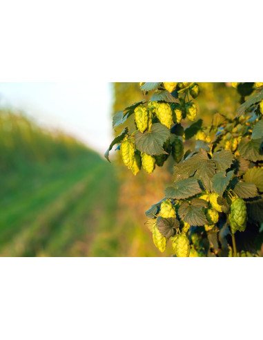 Houblon - Humulus lupulus 