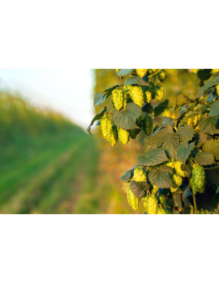 Houblon - Humulus lupulus 