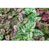 Hypoestes Coloratus Mix 