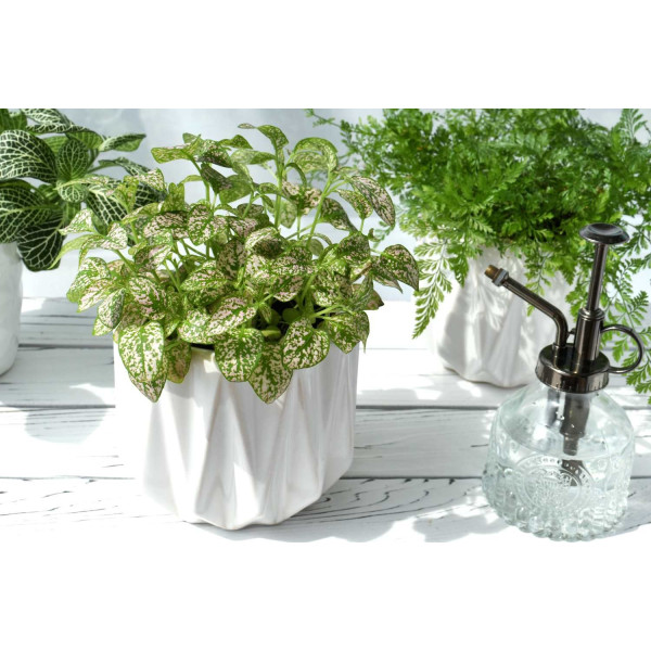 Hypoestes Coloratus Mix 