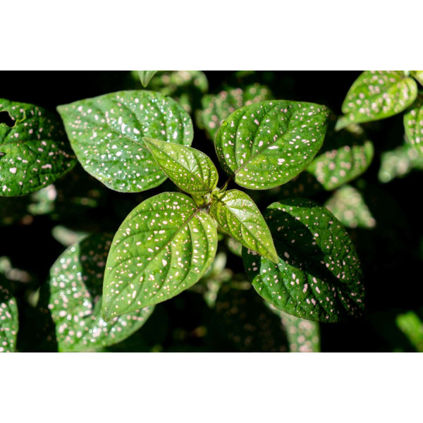 Hypoestes Coloratus Mix 
