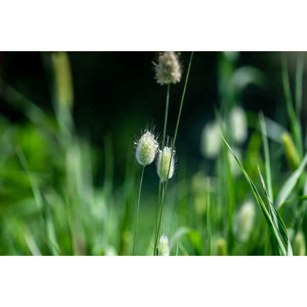 Lagurus - Queue de Lièvre Bunny Tails 