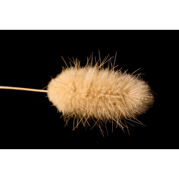 Lagurus - Queue de Lièvre Bunny Tails 