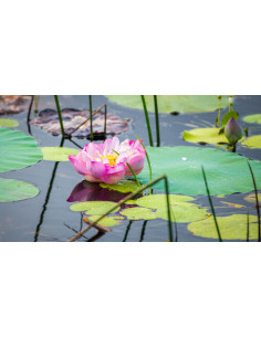 Lotus - Nelumbo nucifera 