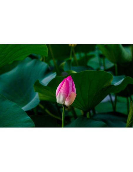 Lotus - Nelumbo nucifera 