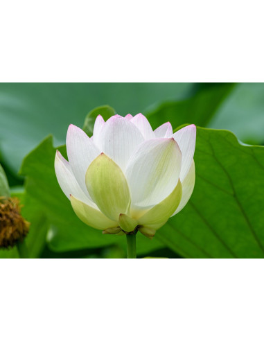 Lotus - Nelumbo nucifera 
