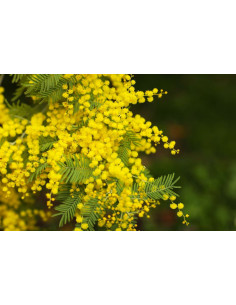 Mimosa - Acacia Dealbata 
