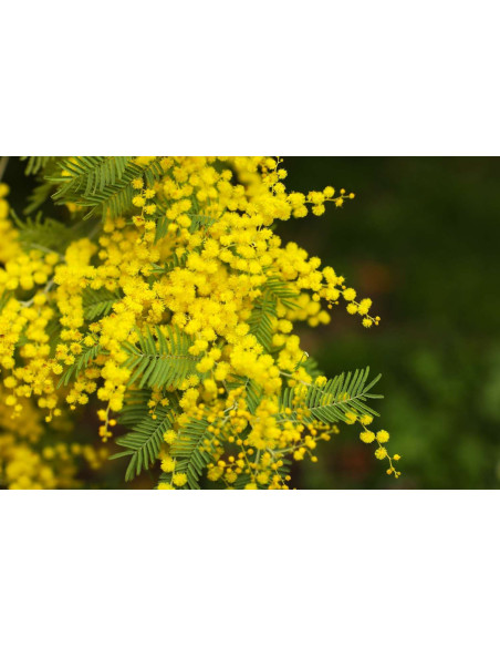 Mimosa - Acacia Dealbata 