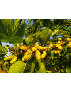 Mûrier blanc - Morus alba 