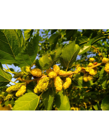 Mûrier blanc - Morus alba 