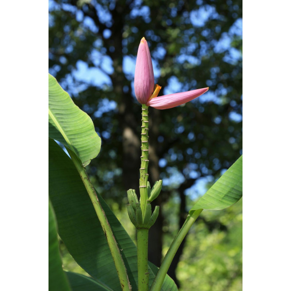 Bananier rose - Musa velutina 