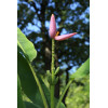 Bananier rose - Musa velutina 
