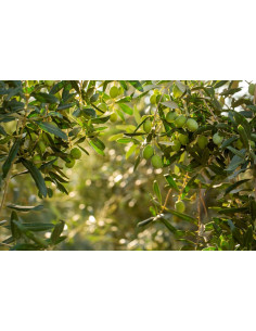 Olivier - Olea Europea 