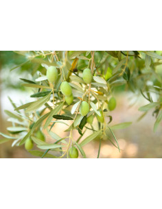 Olivier - Olea Europea  2