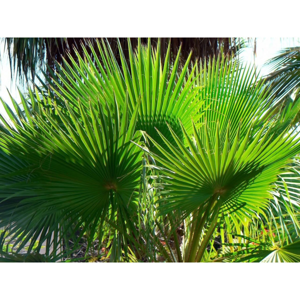 Palmier de Californie - Washingtonia filifera 