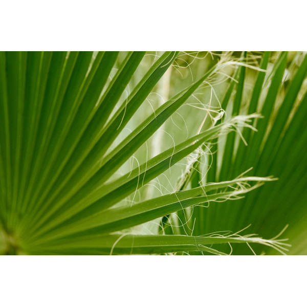 Palmier de Californie - Washingtonia filifera 