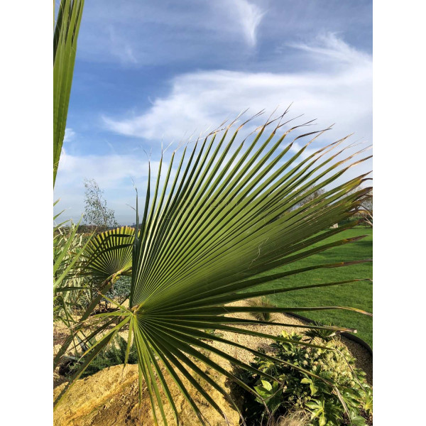 Palmier Mexicain - Washingtonia robusta 