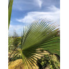Palmier Mexicain - Washingtonia robusta 