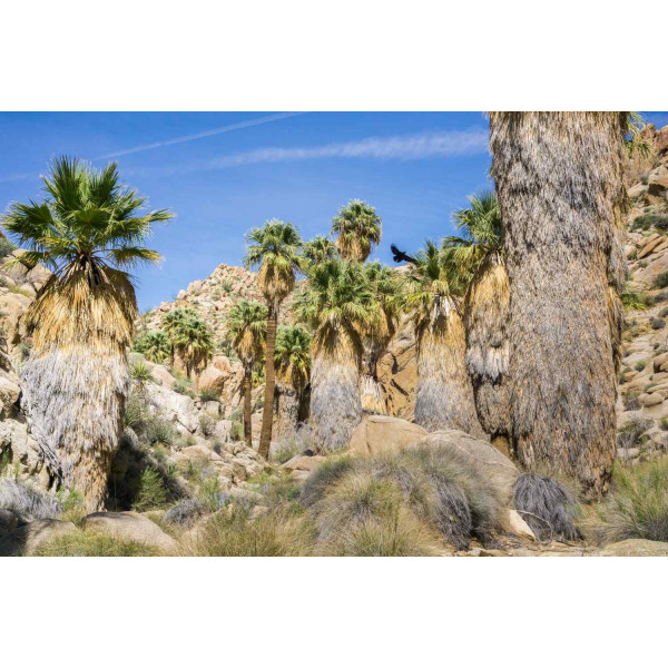 Palmier Mexicain - Washingtonia robusta 