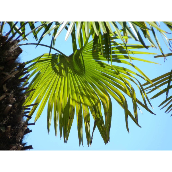 Palmier de Chine - trachycarpus Fortunei 